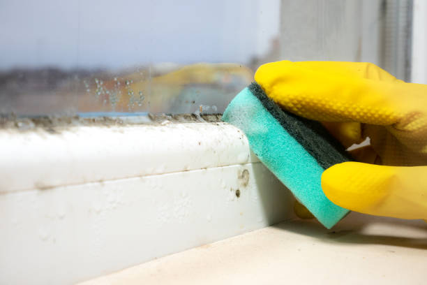 Best Mold Cleaning Services  in Hawaiian Ocean View, HI