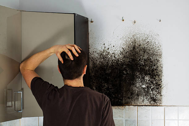 Best Professional Mold Removal  in Hawaiian Ocean View, HI