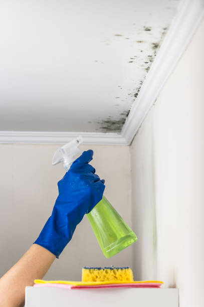 Best Emergency Mold Removal  in Hawaiian Ocean View, HI